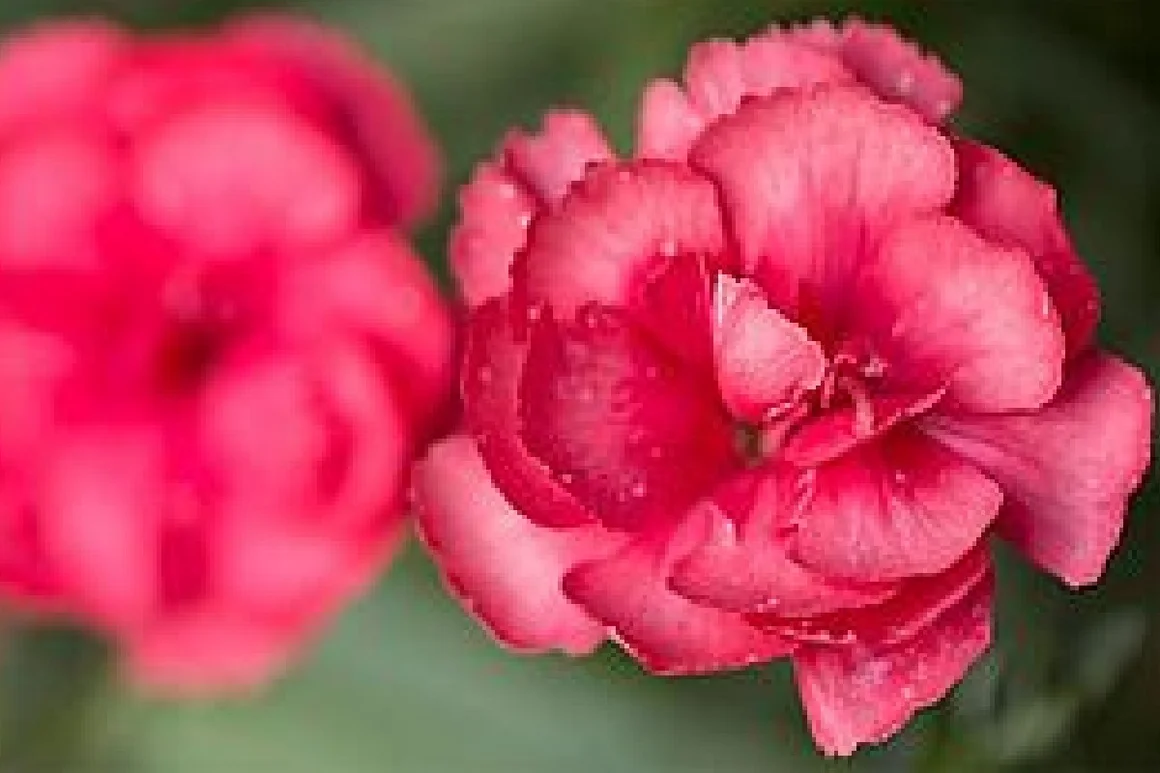 Zwei rosafarbene Nelkenblüten